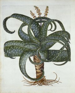 Barbados Aloe, de Hortus Eystettensis, par Basil Besler, pub. 1613