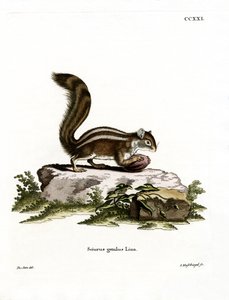 Écureuil terrestre de Barbarie