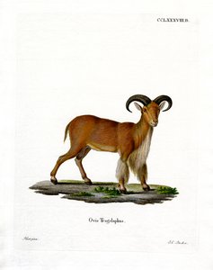 Mouflon à manchettes