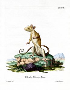 Opossum laineux à queue nue - German School