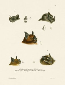 Têtes de chauve-souris
