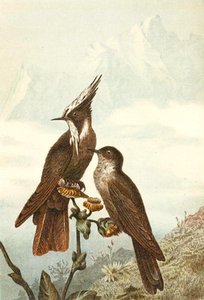 Crêtes casquées barbus, planche de "Brehms Tierleben : Connaissance générale du règne animal", vol 4, p. 675, publié par Bibliographisches Institut - German School