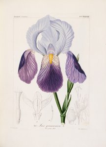 Iris barbu, gravé par Ch. Schnorr (lithographie coloriée à la main)