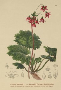 Sanicle des ours (Cortusa Matthioli) - German School