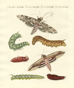 Beaux papillons allemands