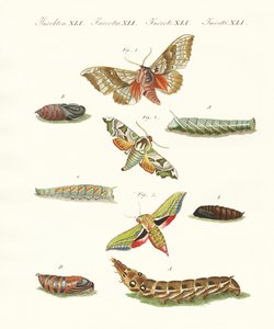 Beaux papillons crépusculaires allemands