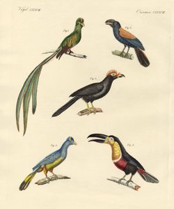Beaux et nouveaux oiseaux grimpeurs - German School