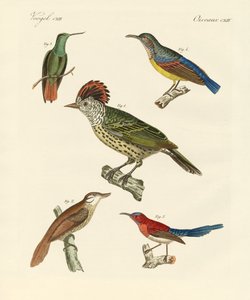 Oiseaux magnifiques et étranges - German School