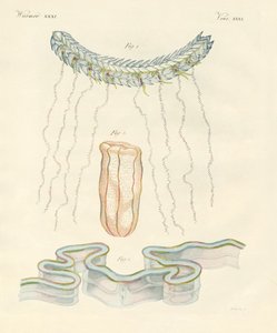 Beaux cténophores