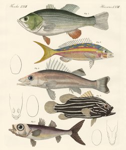 Beaux poissons - German School