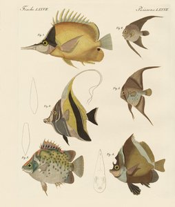Beaux poissons - German School