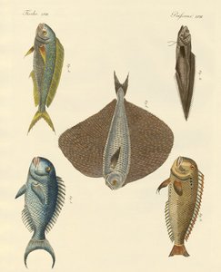 Poissons magnifiques - German School