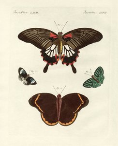 Belles papillons étrangers