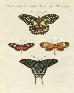 Beaux papillons étrangers