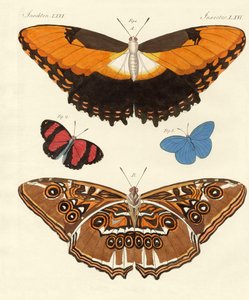 Beaux papillons étrangers