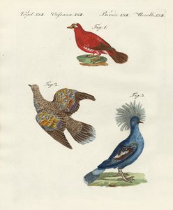 Beaux pigeons étrangers - German School