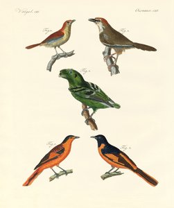 Oiseaux étrangers beaux et étranges - German School