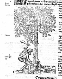 Chasse au castor - dans "De stirpium" de Hieronimus Bock. 1572.