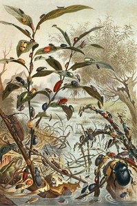 Coléoptères pendant une inondation, planche de "Brehms Tierleben: Allgemeine Kunde des Tierreichs", vol.9, p.33, publié par Bibliographisches Institut