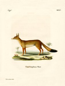 Renard du Bengale - German School