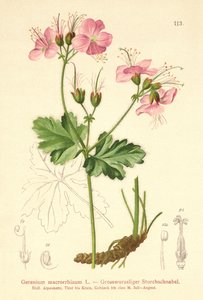 Géranium à grosses racines (Geranium macrorrhizum) - German School