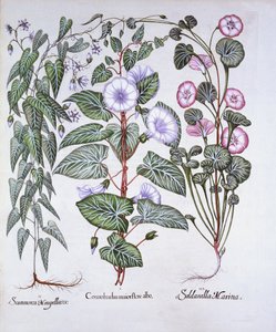 Liseron, cynoglosse et liseron de mer, de Hortus Eystettensis, par Basil Besler, pub. 1613 - German School