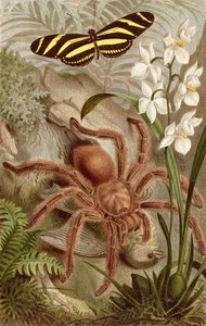 Mygale, planche de Brehms Tierleben: Allgemeine Kunde des Tierreichs, vol.9, p.698, publié par Bibliographisches Institut, 1892