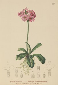 Primevère farineuse