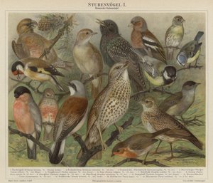 Oiseaux