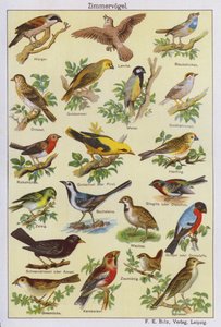 Oiseaux (lithographie couleur) - German School