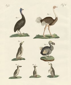 Oiseaux - German School