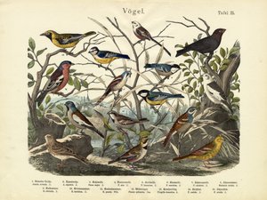 Oiseaux, c.1860