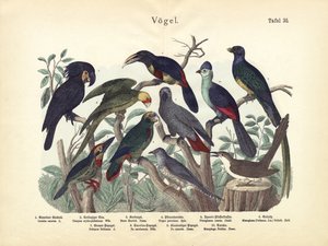 Oiseaux, vers 1860