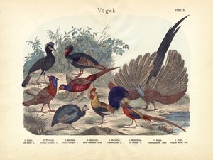 Oiseaux, vers 1860
