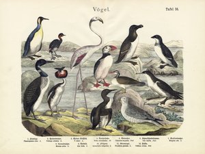 Oiseaux, vers 1860