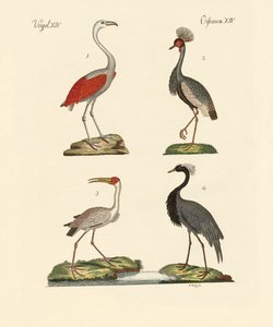 Oiseaux des pays chauds - German School