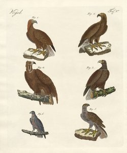 Oiseaux de proie