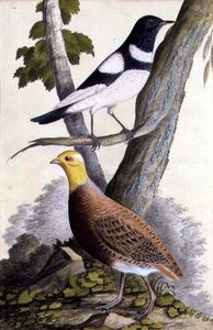 Grive à gorge noire (Turdus ruficollis) et perdrix (Perdix perdix), vers 1740