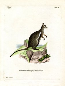 Wallaby des rochers à pieds noirs