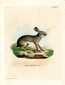 Lièvre à nuque noire - German School