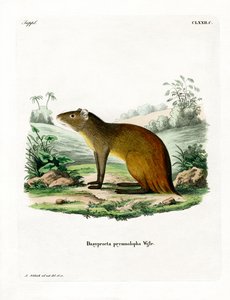 Agouti à croupe noire