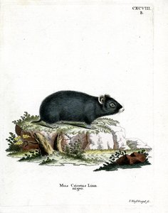 Hamster noir - German School