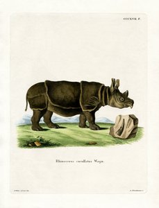 Rhinocéros noir