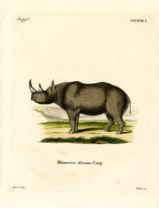 Rhinocéros noir