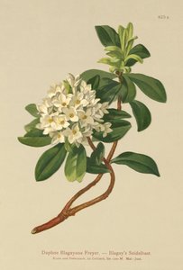 Daphné de Blagay (Daphne Blagayana Freyer) - German School