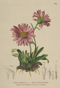 Marguerite alpine bleue (Aster alpinus) - German School