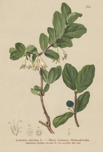 Chèvrefeuille bleu (Lonicera caerulea, Lonicera coerulea) - German School