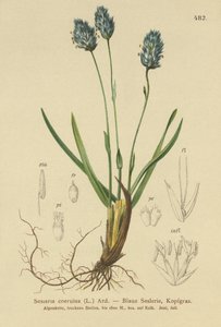Seslérie bleue