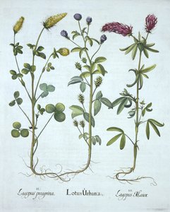 Troginella bleue, trèfle jaune, trèfle des bois rouge, de Hortus Eystettensis, par Basil Besler (1561-1629), pub. 1613