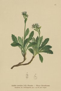 Arabette bleue